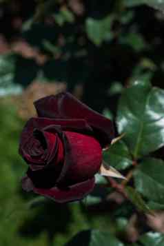 美丽的色彩斑斓的玫瑰花