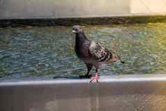 鸽子喝水喷泉城市公园