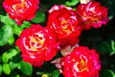 色彩斑斓的玫瑰樱桃完美花关闭花园公园