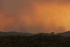 照片森林大火烟蓝色的山澳大利亚