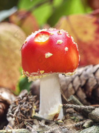 红色的塔兹凳安妮塔致幻剂飞木耳蘑菇