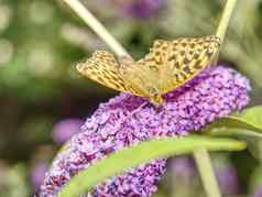 蝴蝶花园buddleja大卫夏天淡紫色