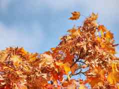 秋天场景美丽的秋天的枫木树顶