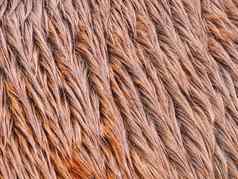 毛茸茸的湿棕色（的）马冬天皮毛动物头发