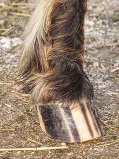 条纹蹄棕色（的）虚线小马马细节条纹