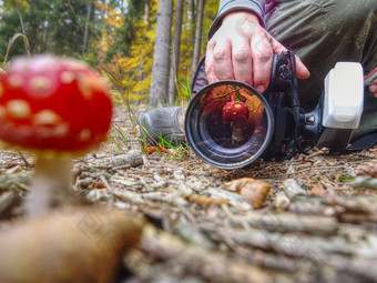 摄影师图片蘑菇飞木耳红色的叶子