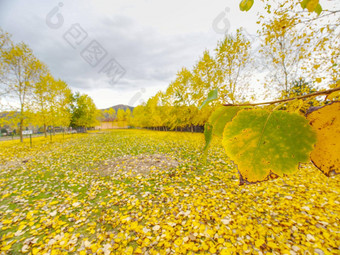 杨树小巷马围场下降黄色的绿色叶子