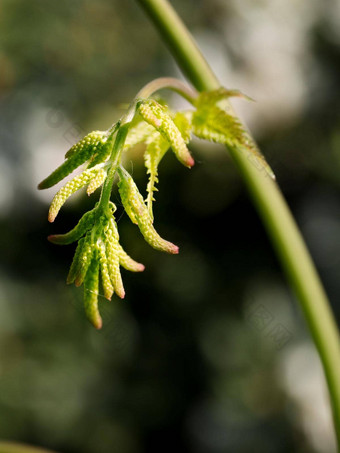 年轻的蕨类植物巴德拥挤的绿色新鲜的蕨类植物森林