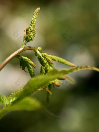 蕨类植物叶森林细节明亮的太阳拥挤的绿色新鲜的蕨类植物