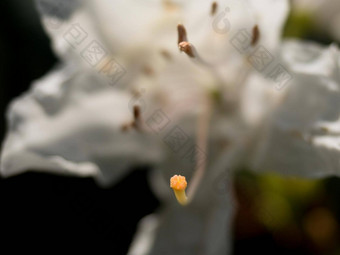 细节白色杜鹃花花开花不错的开花杜鹃花