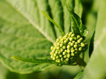 关闭开花蓝色的绣球花绣球花花表面