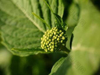 关闭开花蓝色的绣球花绣球花花表面