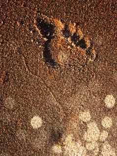 的足迹沙子人类痕迹打印跟踪桑迪表面光着脚脚脚趾标志着假期旅行旅游热