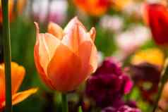 盛开的美丽的色彩斑斓的郁金香花春天时间