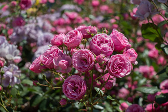 玫瑰花园<strong>美丽</strong>的新鲜的玫瑰