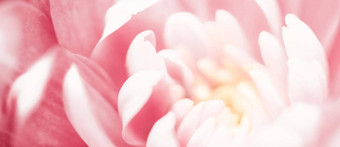 粉红色的黛西花花瓣布鲁姆摘要花开花艺术背景花春天自然香水气味婚礼奢侈品美品牌假期设计