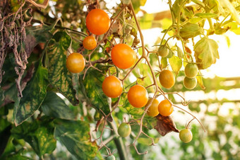 黄色的樱桃西红柿温室太阳迷你西红柿束美味的多汁的西红柿花园照片日益增长的健康的有机西红柿花园