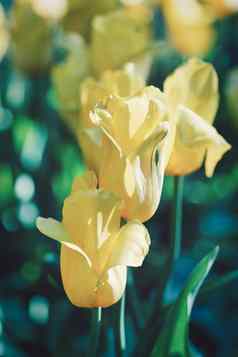 明亮的花黄色的郁金香春天草地