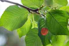 樱桃树绿色叶子樱桃浆果