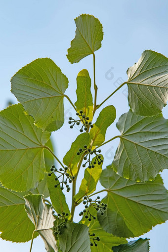 林登树林登花绿色叶子