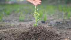 手浇水种植幼苗日益增长的树花园