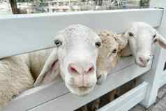 白色羊人群经典农场泰国