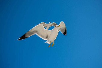 单海鸥飞行蓝色的天空