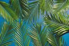 热带棕榈树叶绿色植物背景夏天概念