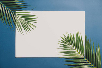 热带棕榈叶子白色背景蓝色的边境最小的自然夏天风格平躺