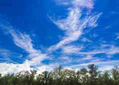 白色毛茸茸的云蓝色的天空光太阳松树