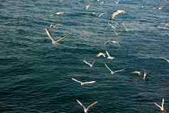 海鸥海鸟海水