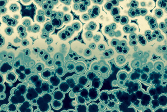 形状细菌细胞收拾残局<strong>杆菌</strong>斯皮里拉细菌