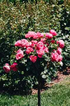 玫瑰树粉红色的玫瑰花园