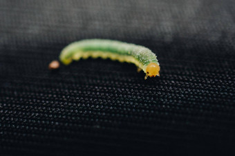 绿色蠕虫毛毛虫动物隔离黑色的织物