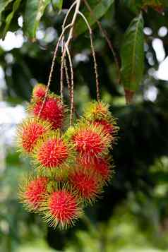 红毛丹树红毛丹热带水果甜蜜的味道