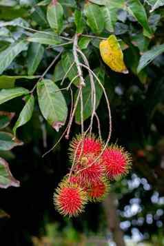 红毛丹树红毛丹热带水果甜蜜的味道
