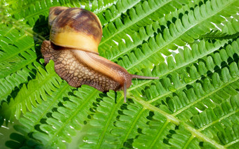 阿查蒂纳Fulica巨大的蜗牛爬行绿色蕨类植物叶