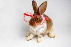 小棕色（的）兔子白色点坐在红色的时尚眼镜白色背景