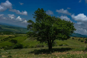 夏天格鲁吉亚景观