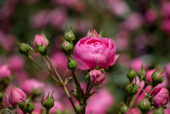 盛开的美丽的色彩斑斓的玫瑰<strong>花园</strong>