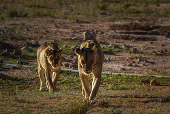 非洲狮子卡加拉加迪在国外做的<strong>公园</strong>南非洲