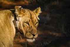 非洲狮子卡加拉加迪在国外做的公园南非洲