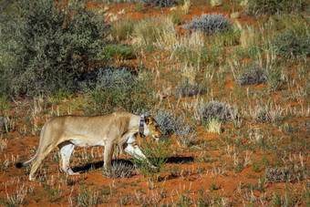 非洲狮子卡加拉加迪在国外做的<strong>公园</strong>南非洲