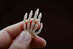 人类骨架手解剖学模型医疗诊所概念