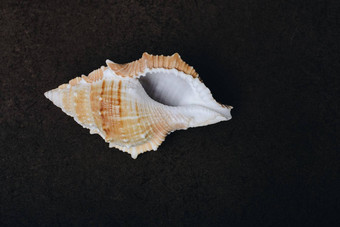 背景螺旋海贝特写镜头软体动物海贝纹理