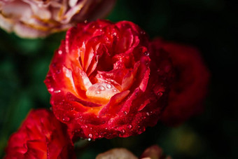 盛开的美丽的色彩斑斓的新鲜的玫瑰露水花瓣