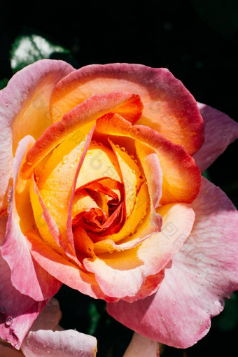 色彩斑斓的新鲜的玫瑰关闭视图