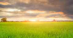 大米种植园绿色大米帕迪场有机大米农场亚洲大米日益增长的农业绿色帕迪场paddy-sownricefield培养景观农业农场多云的天空