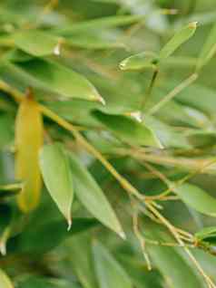 竹子背景新鲜的叶子树自然生态环境概念