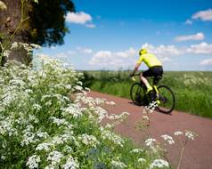 男人。自行车通过白色夏天花国家路梅多斯荷兰蓝色的夏天天空